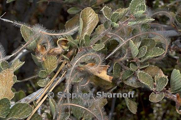 cercocarpus betuloides var betuloides 9 graphic